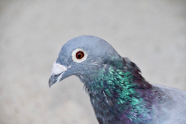 Using quantum microscopy to study biological magnetic structures inside pigeon’s ear to understand how animals navigate
