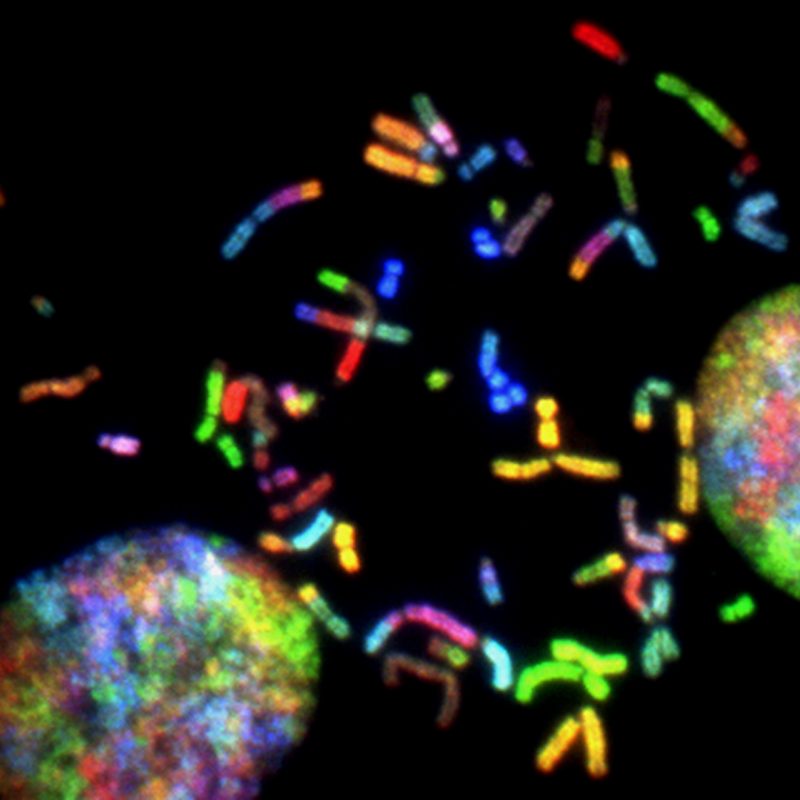 A new Nature Quantum Information study looks at how gene regulation could be affected by quantum algorithms.